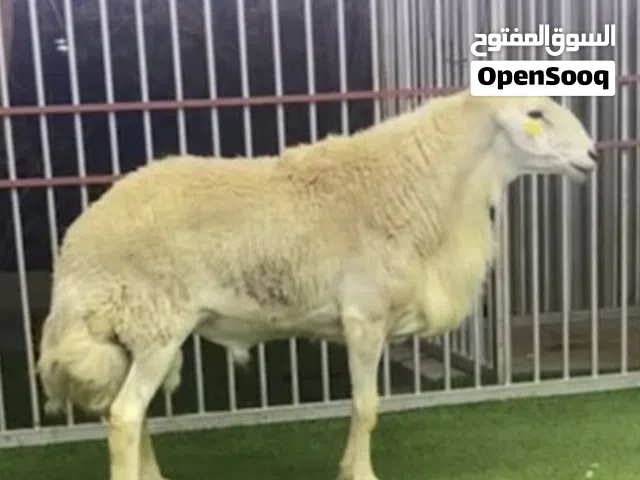 خروف حري اضحية