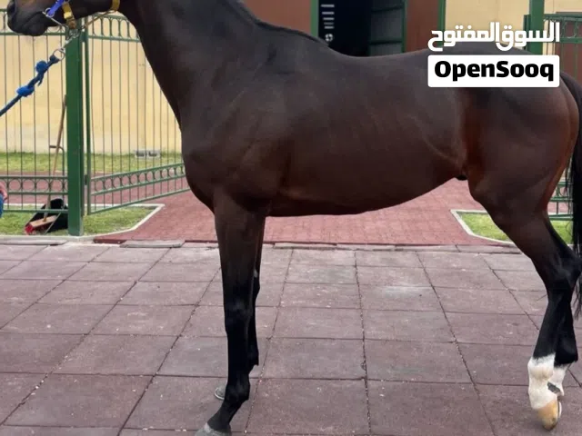 إعلان إيواء الخيل  اسطبل متكامل بجميع ادواة التمارين المختلفه  أسعار مناسبه للجميع