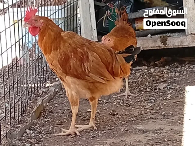 دجاج بعمر 4-5 شهور