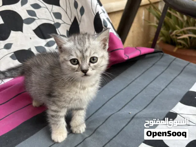 قط شانشيلا عمر شهر ونص