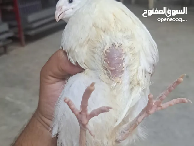 فري امريكي تكساس
