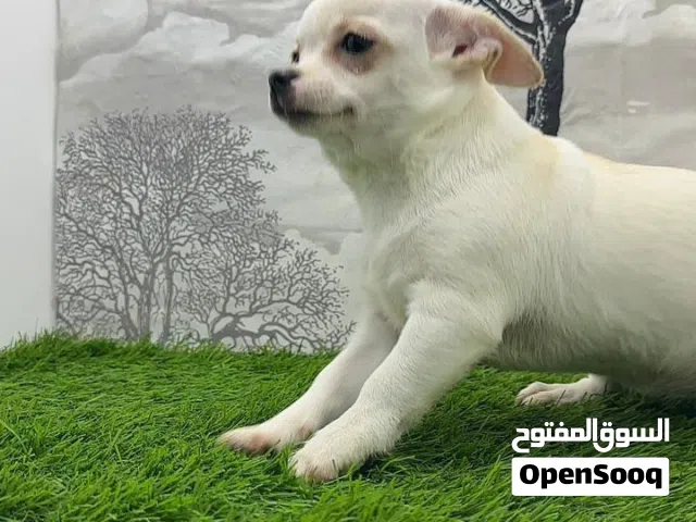 شيواوا انثي العمر 5 اشهر الون ابيض فاقع