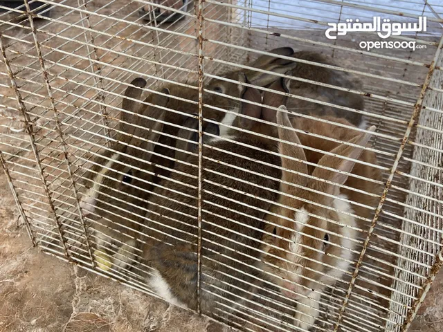 للبيع ارانب عمانيات