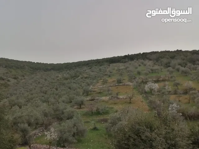 Farm Land for Sale in Ajloun E'in Jana