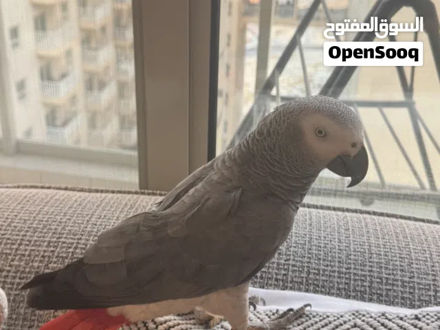 African Grey Parrot (male &Talking & Tame) كاسكو رمادي ذكر خمس سنوات متكلم اليف