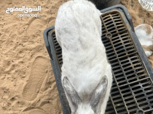 ارانب هجين الماني الله يبارك 3 امهات عشار