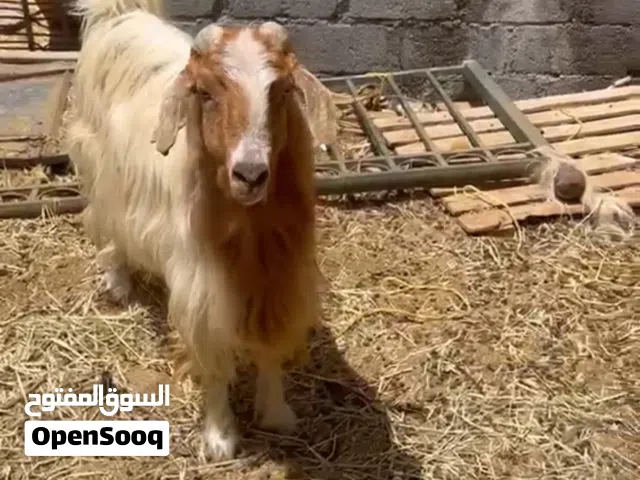 تيس عماني ب250ريال