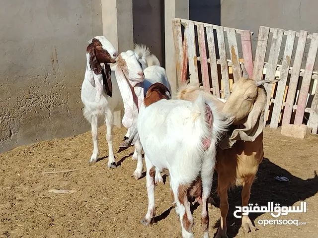 4 معزات هجين مواصفات ربي يبارك اعشار من 3 ل4شهور تقريبا مكانهم صبراتة يوجد توصيل حسب المكان سنهم جام