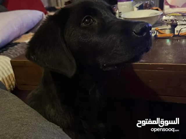 كلب لابردور 4 شهور كينج سايز