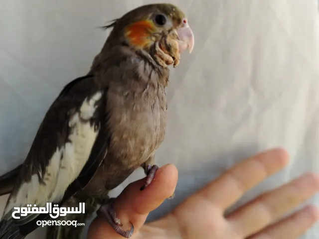 ببغاء كوكتيل فرخ