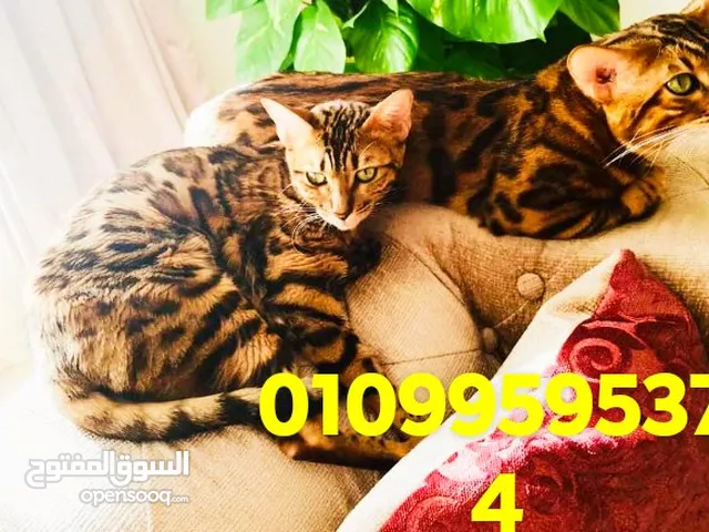 القط البنغالى النادر على مستوى العالم