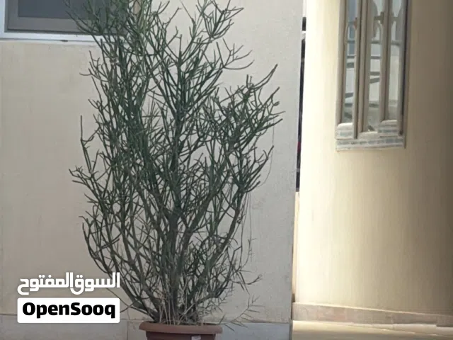 شجره للبيع في الأنصب