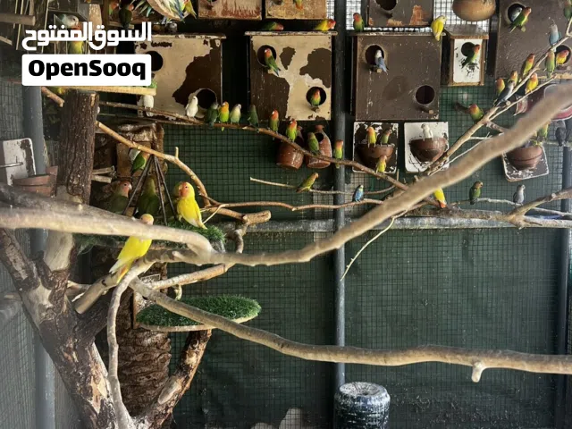 بيع طيور روز بالجملة