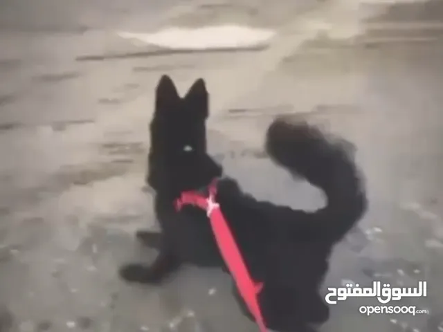 تصفيه جراوي بلاك جاك