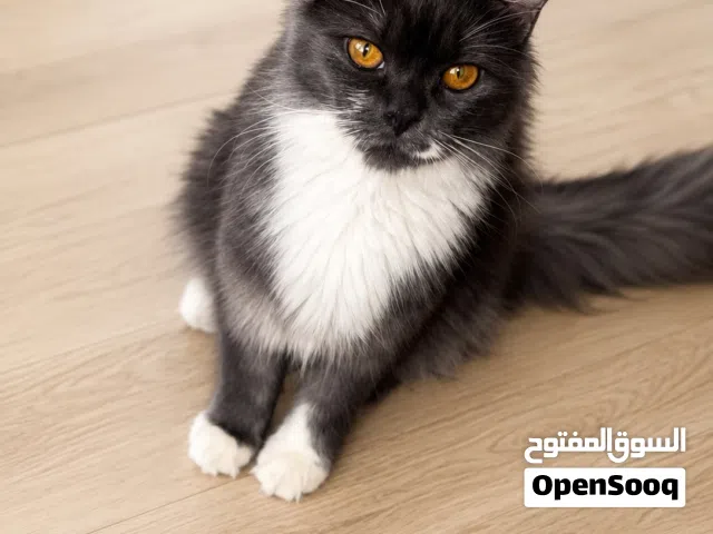 قطه شيرازي
