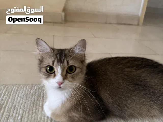 قطه شيرازيه التبني (مهجنه) مجاناً - العين
