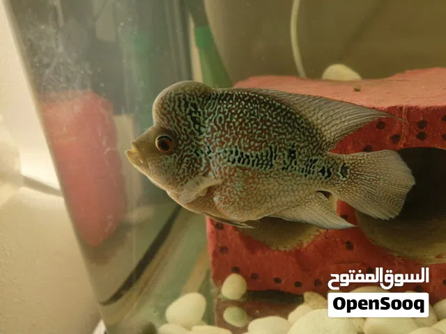 Flower horn fish