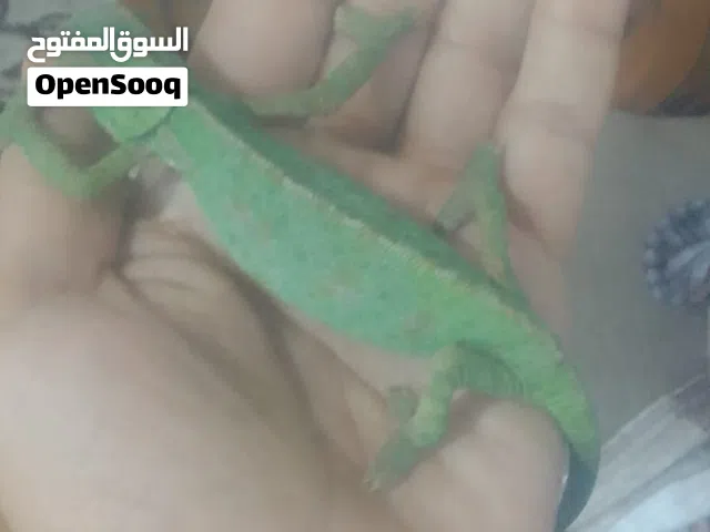 حيوان اليف ذو مواهب جميله