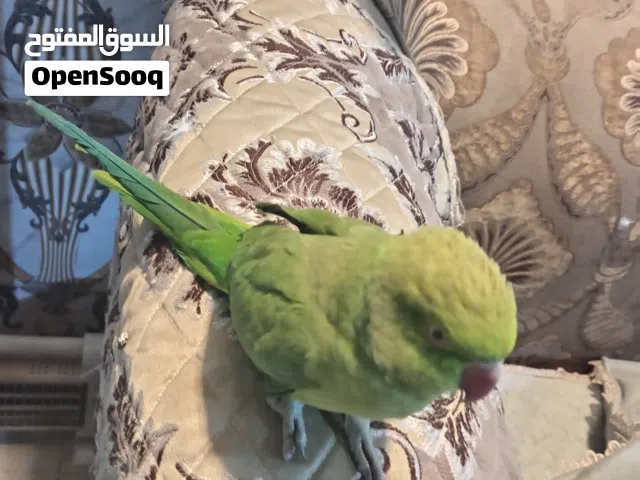 دره هنديه أقره الوصف