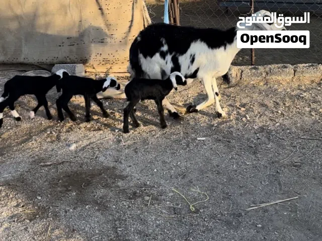 افلح من ذكر الله جاعده نجديه للبيع......