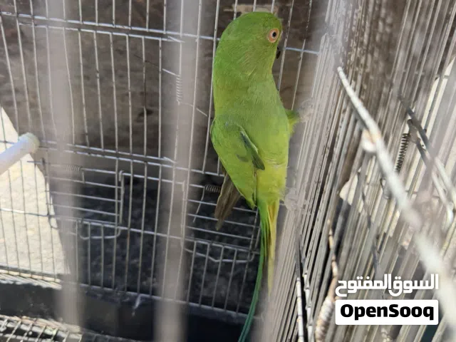 أنثى ببغاء ذره أفريقي ربي يبارك