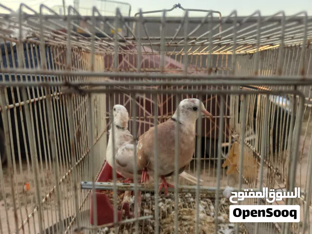 كوبيتان حمام ماسي