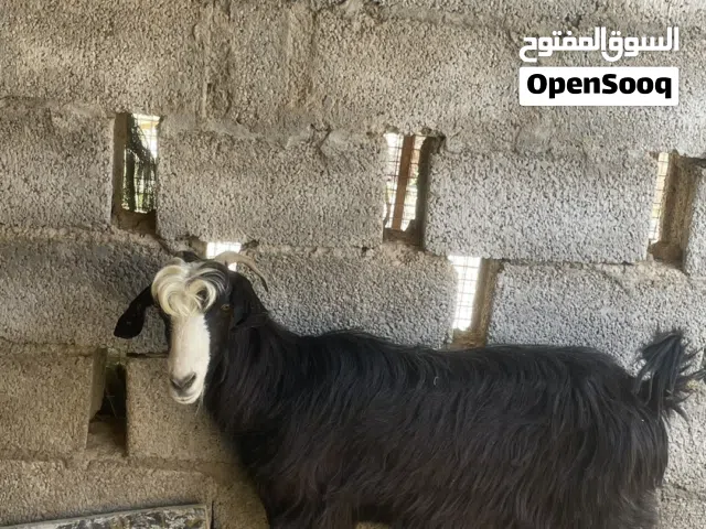 شاه حلال بني سعيد