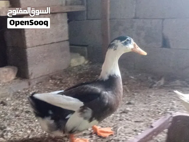 ذكر بش تربايت منزل وليس شارع خشن مال بيت