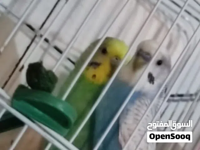 كوبيا ربي يبارك مكينه تدحي بالضمان اقرا وصف