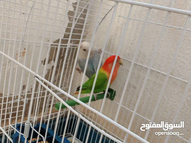 جوز روز اوبلاين