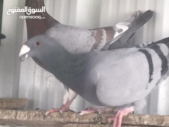 للبيع حمام ودجاج