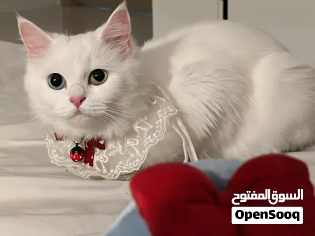 قط شيرزاي للبيع
