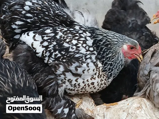 بيض دجاج برهما. الله. يبارك