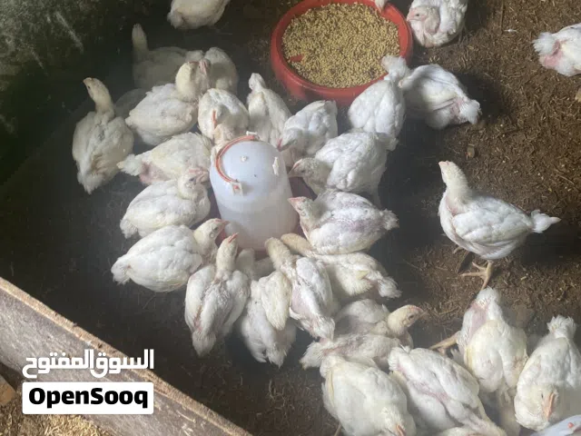 دجاج هندي ابيض لحم للبيع