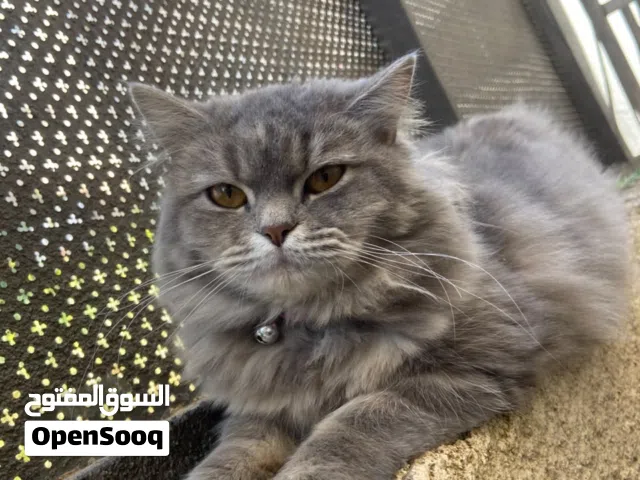 بس من عمر سنه لسنه ونص