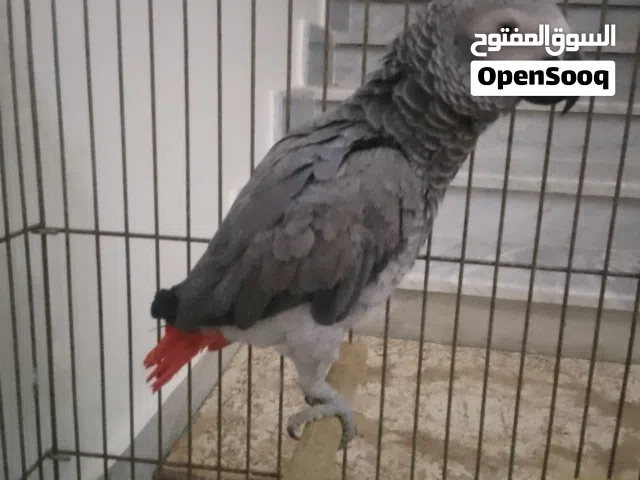 السلام عليكم ببغاء زنجباري