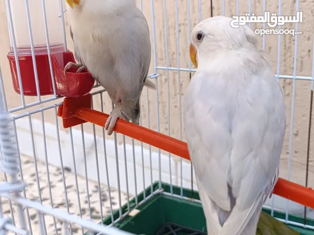 كوبيه مروضه