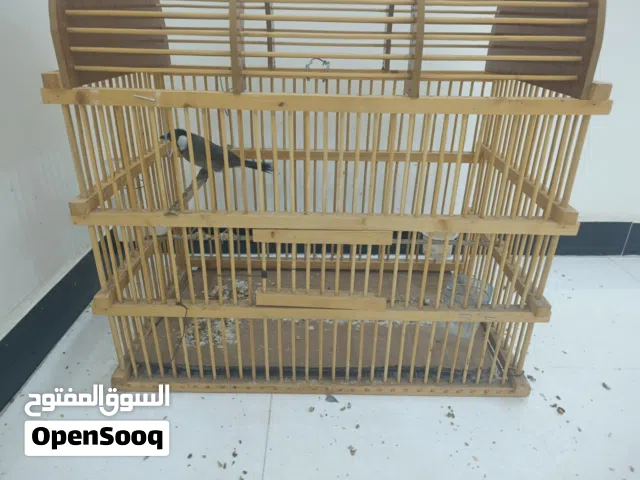 بلابل للبيع 4 اليفات