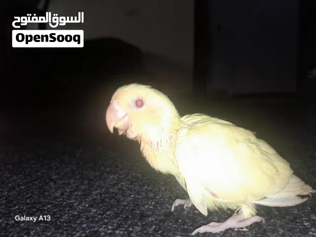 عصفور البركدلو ترويض اورنج عين حمرا ربي يبارك