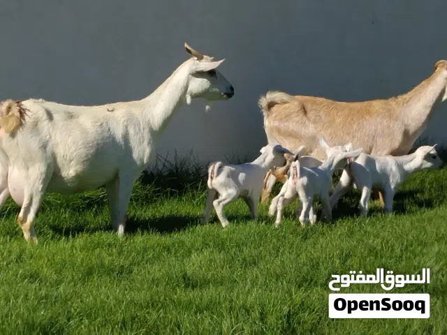 معزه كرديات للبيع