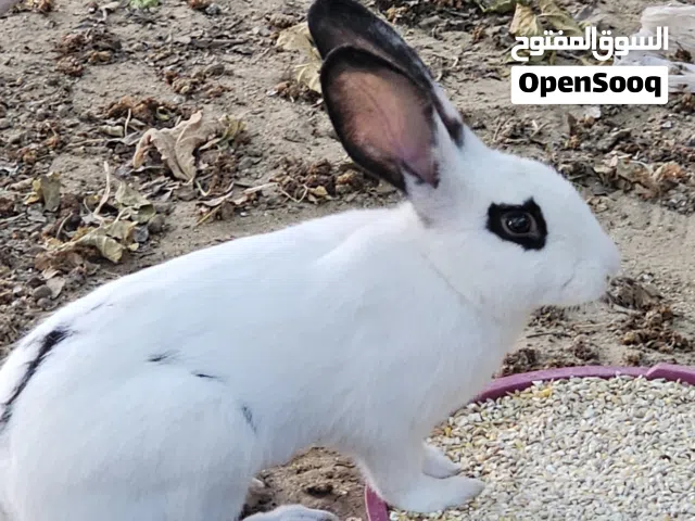 ارنب الماني فراشة