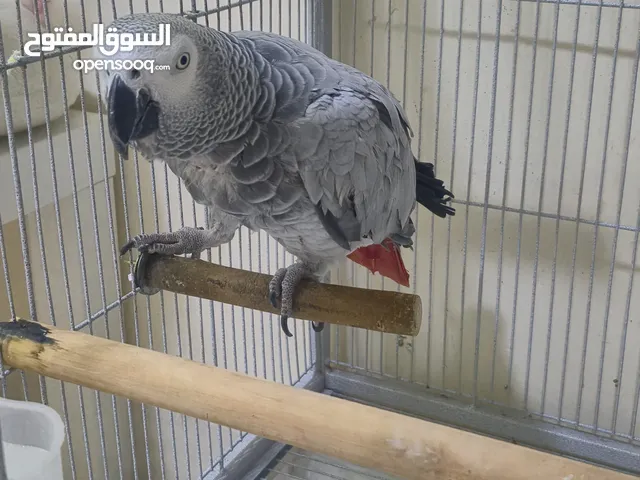 ببغباء كاسكو عمر سنتين