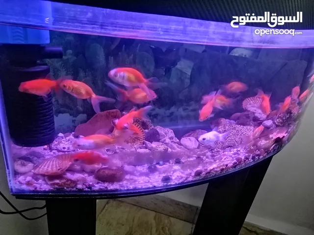 حوض سمك مع 19 سمكة حجم كبير مع طاولة