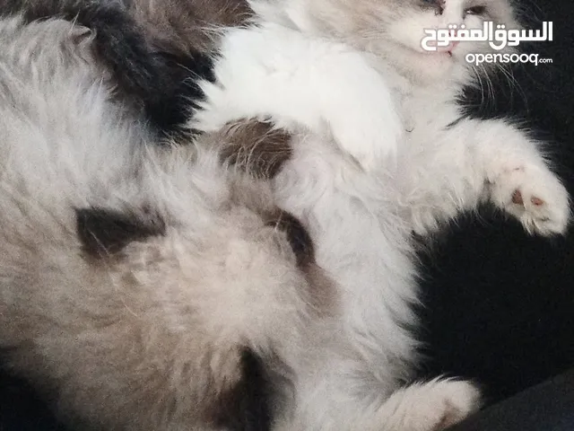 قطط للبيع هملايا