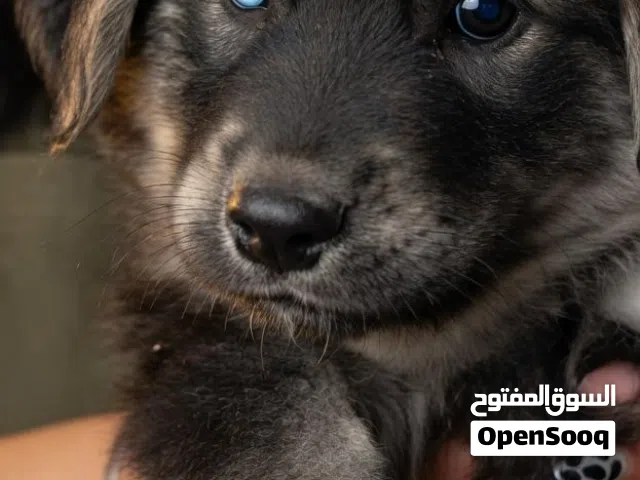 جراء مميزة ونادرة للبيع بأعلى المواصفات