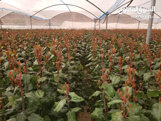 Farm Land for Sale in Saada Other