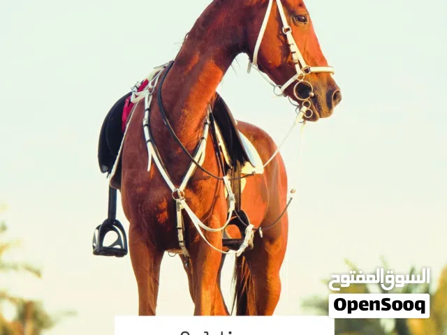 Gelding horse  Good for pleasure riding . no passport