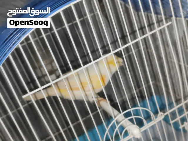 كنار افراخ للبيع وفي انثا اكبيرا جاهزا الفرخ 80ول انثا 100