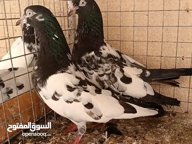 حمام باكستاني