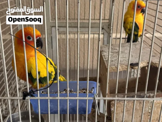 سنكنيور خذتهم من المحل قبل اسبوع